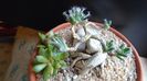 Trichodiadema densum