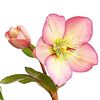 Helleborus-Picotee