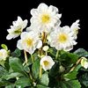 Helleborus_Snow_Frills