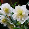 helleborus-snow-frills