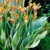 Canna stutgart