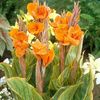Canna pretoria