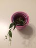 Codonanthe ‘crasifolia‘