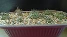 Grup de 7 Turbinicarpus