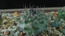 Turbinicarpus viereckii