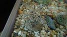 Turbinicarpus macrochele v. kupcakii