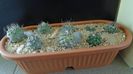 Grup de 8 Turbinicarpus