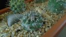 Turbinicarpus hibrid 5