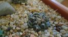 Turbinicarpus bonatzii