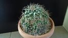 Mammillaria compressa