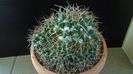 Mammillaria compressa