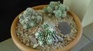 Grup de 3 Mammillaria vetula ssp. gracilis