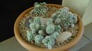 Grup de 3 Mammillaria vetula ssp. gracilis