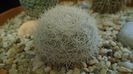 Mammillaria estanzuelensis = Mammilloydia candida