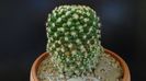 Mammillaria voburnensis ssp. eichlamii