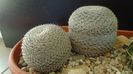 Mammillaria perbella cv. superfina