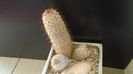 Mammillaria microhelia