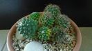 Mammillaria polythele cv. Stachellos & Mammillaria polythele ssp. obconella