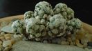 Mammillaria theresae