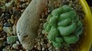 Mammillaria longimamma monstrose