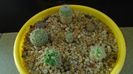 Grup de 6 Mammillaria