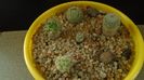 Grup de 6 Mammillaria