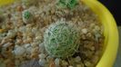 Mammillaria grahamii