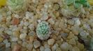 Mammillaria perezdelarosae
