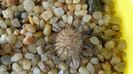 Mammillaria stella-de-tacubaya