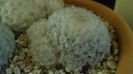 Mammillaria plumosa v. roseiflora