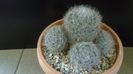 Mammillaria bocasana