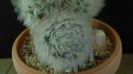 Mammillaria bocasana cv. multilanata