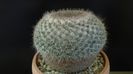 Mammillaria hahniana