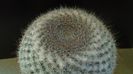 Mammillaria hahniana