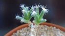 Trichodiadema densum