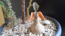 Dorstenia foetida