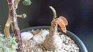 Dorstenia foetida