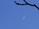 Luna un crestere in Berbec