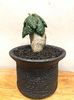 Euphorbia ecklonii