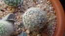 Mammillaria boolii