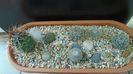 Grup de 8 Mammillaria