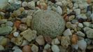 Mammillaria lenta