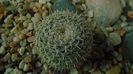 Mammillaria perbella