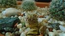Mammillaria standleyi