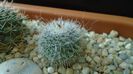 Mammillaria hahniana, Queretaro, Mx.