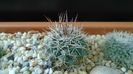 Mammillaria sonorensis