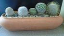 Grup de 5 Mammillaria