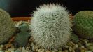 Mammillaria klissingiana