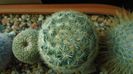 Mammillaria laui albiflora