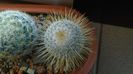 Mammillaria dixanthocentron